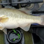 Lake Fork Farm Anglers enjoy fishing Lake Fork where the can easily launch iinto Leafy Branch Creek using our ramp.