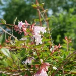 Lake Fork Farm Suites and Cabins | Enjoy the nature around you including beautiful foliage and flowers.